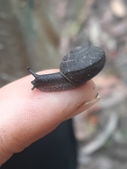 Pommerhelix duralensis