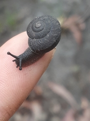 Pommerhelix duralensis