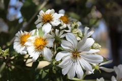 Montanoa bipinnatifida