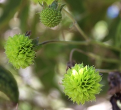 Montanoa bipinnatifida
