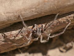 Tomopisthes horrendus