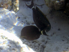 Acanthurus nigricauda