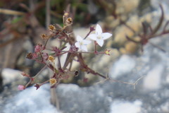 Stenaria nigricans var. floridana image