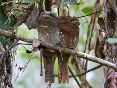 Batrachostomus moniliger