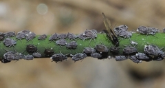 Ephedraphis ephedrae