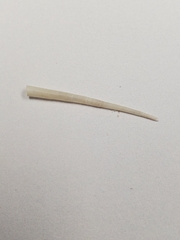 Graptacme eborea