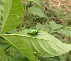 Chrysocoris