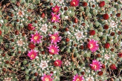Mammillaria compressa