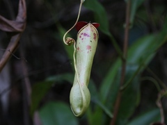 Nepenthes distillatoria