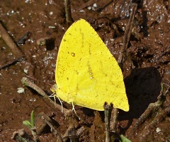 Phoebis neocypris neocypris