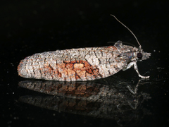 Thrincophora dryinodes