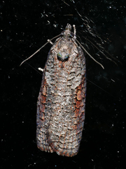 Thrincophora dryinodes