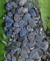 Dysaphis neostroyani