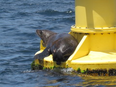 Arctocephalus pusillus