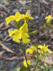 Goodenia ovata
