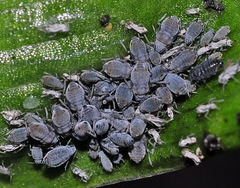 Dysaphis neostroyani