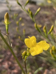 Goodenia ovata