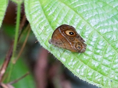 Mycalesis patnia
