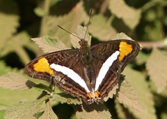 Adelpha abia