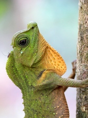 Lyriocephalus scutatus