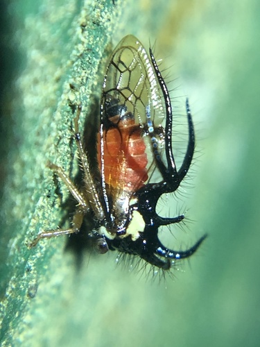 Cyphonia trifida (Cyphonia trifida)