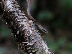 Dendrelaphis caudolineolatus