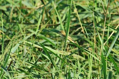 Acrocephalus scirpaceus