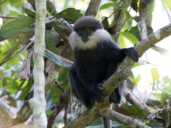 Semnopithecus vetulus