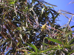 Euphonia luteicapilla image
