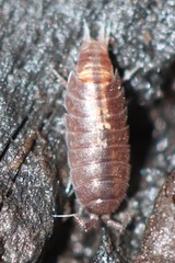 Hyloniscus riparius