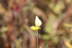 Picris hieracioides hieracioides