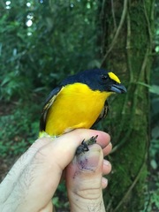 Euphonia minuta