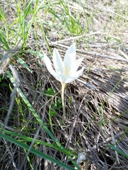 Crocus ochroleucus