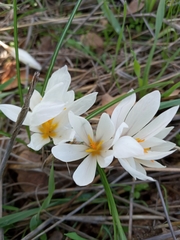 Crocus aleppicus
