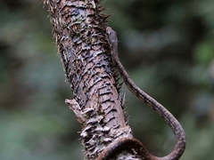 Dendrelaphis caudolineolatus