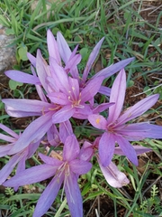 Colchicum hierosolymitanum