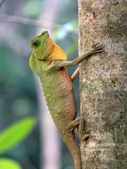 Lyriocephalus scutatus