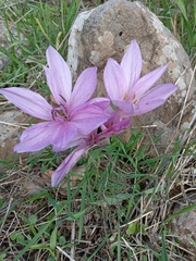 Colchicum feinbruniae