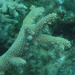 Acropora florida