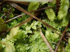 Selaginella eclipes