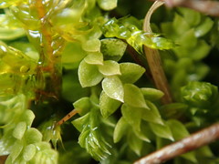 Selaginella eclipes