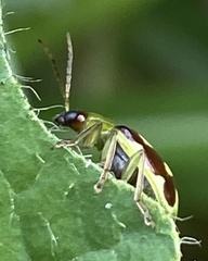 Diabrotica sinuata