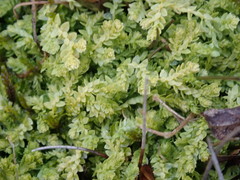 Selaginella eclipes