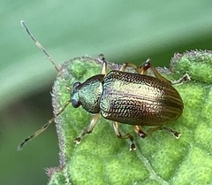 Colaspis aenea