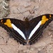 Adelpha malea - Photo (c) Carlos Schmidtutz, some rights reserved (CC BY-NC), uploaded by Carlos Schmidtutz