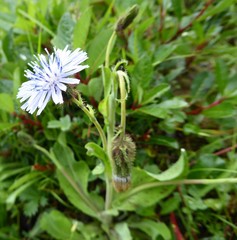 Melanoseris qinghaica