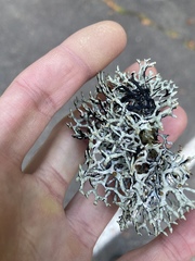 Hypogymnia imshaugii