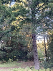 Hypogymnia imshaugii