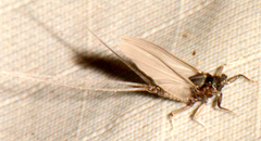 Caenis latipennis