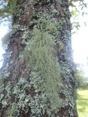 Usnea baileyi